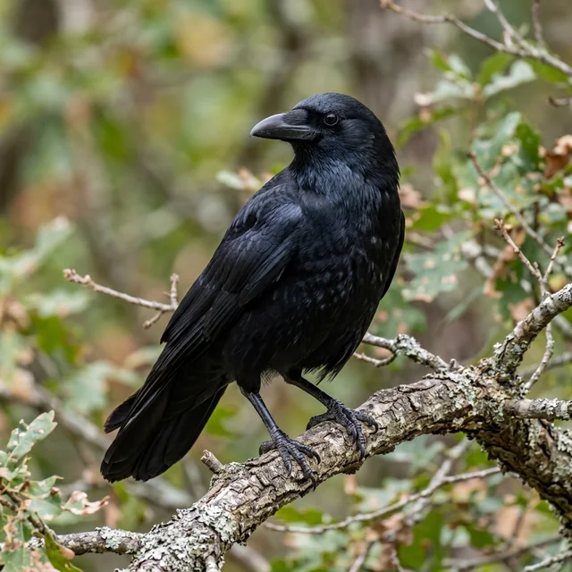 crow (까마귀)