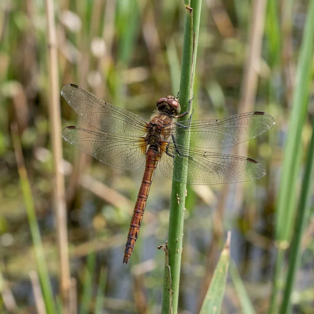 dragonfly (잠자리)