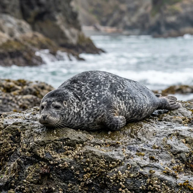 seal (물범)