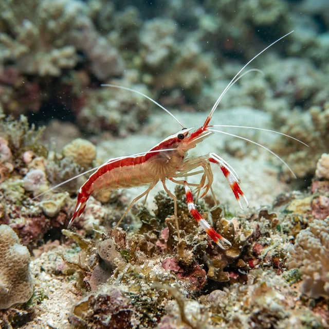 shrimp (새우)