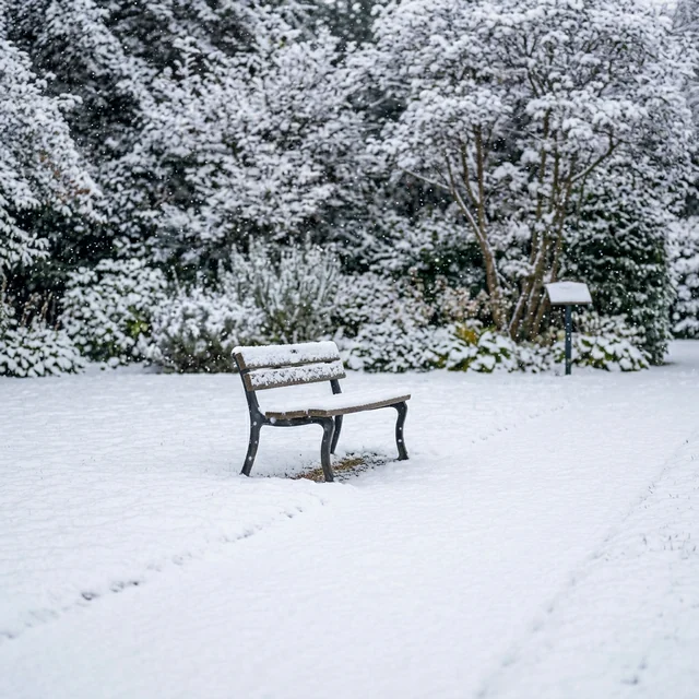 snow (눈)